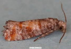 Image result for Rhytachne triaristata