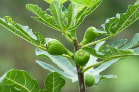 For these reasons, apply water to the trees as drought develops. How To Plant Grow Prune And Harvest Figs Harvest To Table