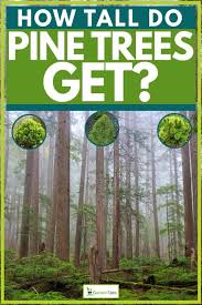 Pines are best suited to grow on sandy soil. How Tall Do Pine Trees Get Garden Tabs