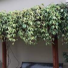 Check spelling or type a new query. Vines Google Search