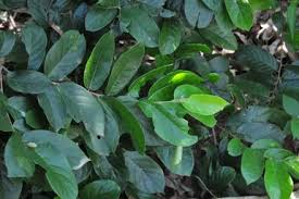 Image result for Antidesma venosum