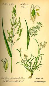 Image result for Leersia