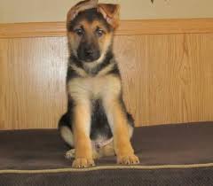 German shepherd puppies for adoption in missouri. German Shepherd Dog Puppy For Sale Adoption Rescue For Sale In Bourbon Missouri Classified Americanlisted Com