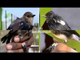 Beberapa kicau mania menyebutnya dengan istilah kacer mini. Download Suara Burung Decu Kembang Mp3