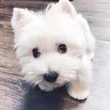 Congrats That Puppy Eyes Cr Westie Puppies Westie Dogs Cute Dogs