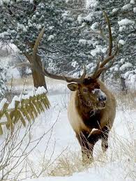 Pin On Winter In Estes Park