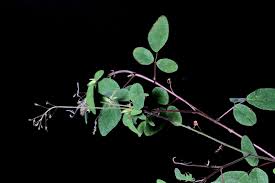 Image result for Desmodium tortuosum