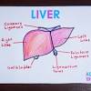 It is the beginning of the digestive tract and the process of digestion begins from the mouth, where teeth help by breaking and grinding the food. 1
