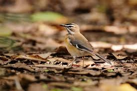 Image result for Cola greenwayi