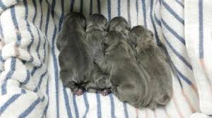 We have health tested french bulldog puppies for sale, 1 year health guarantee. Akc French Bulldogs For Sale In Monument Colorado Classified Americanlisted Com