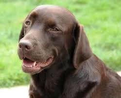 Lizzie vil blive parret ved næste løbetid, som er maj/juni måske først sidst i juni. Kennel Labfun Labrador Retriever Hvalpe