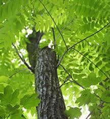 Buy Butternut Tree Juglans Cinerea Online At Greenwood Nursery Tree Survival Gardening Butternut