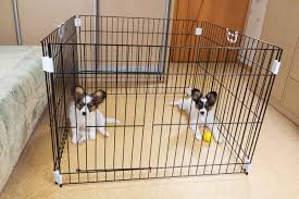 Como Lograr Que Tu Perro Acepte A Otro Perro Como Nuevo Miembro De La Familia Genial