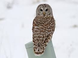 barred owl identification all about birds cornell lab of