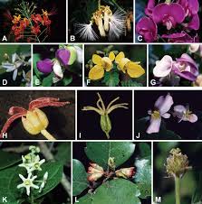 Image result for Fabaceae subfamily Papilionoideae