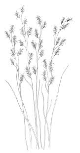 | page 2 of 3. Little Bluestem Coloring Sheets Kansas Native Plant Society