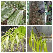 Image result for Agelanthus terminaliae