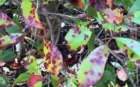 National institute of neurological disorders and stroke ; Why Do My Red Tip Photinias Have Spots On The Leaves Leaf Spot Diseases