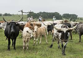 Check spelling or type a new query. Texas Longhorn 1080p 2k 4k 5k Hd Wallpapers Free Download Wallpaper Flare