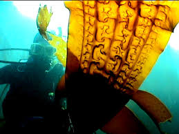 Image result for Isolepis costata