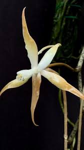 Image result for Aerangis stelligera