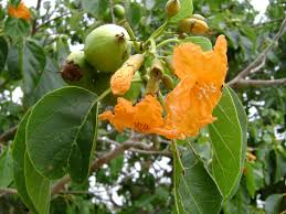 Image result for Cordia mukuensis