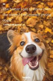 Funny Dog Quotes 20 Cute Dog Sayings That Describe Your Pup Bo cuddled up to his buddy while sitting on the couch and gazing out of the window together. funny dog quotes 20 cute dog sayings