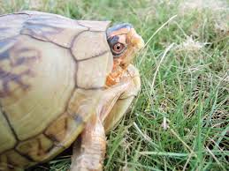 Three Toed Box Turtle Care And Information Reptiles Magazine