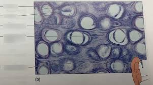 A yellowish flexible cartilage having the matrix infiltrated in all directions by a network of elastic fibers and occurring chiefly in the external ear, eustachian tube. Elastic Cartilage Diagram Quizlet