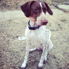 German Shorthair Pointer English Pointer Mix German Shorthair English Pointer Animals