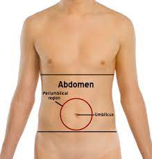 What are the parts of the large intestine? Abdomen Wikipedia
