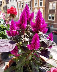 Neue Blume Fur Unser Balkon Celosia Hot Topic Celosia Balkon Flowers Sooschon Blume Hannover Celosiaflowers B Balkongarten Garten Garten Ideen