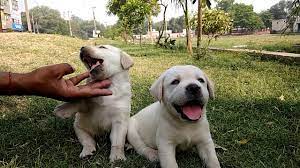 36 likes · 6 talking about this. Pure White Labrador Puppies On Sale All About Labrador Retriever 7404011155 Doggyz World Youtube