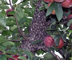 The seedling then needs to be watered. Spotted Lanternfly A Colorful Cause For Concern Invasive Species