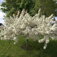 We would like to show you a description here but the site won't allow us. Error Deloitte Uk Crabapple Tree Crab Apple Dwarf Trees