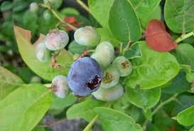 Use a large container with drainage holes. Blueberries At Portland Nursery And Garden Center