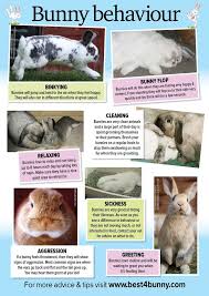 Bunny Behaviour Http Www Best4bunny Com Pet Rabbit Care Pet Bunny Rabbit Behavior
