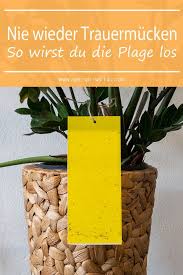 Doch vorsicht, wenn du pflanzen magst, solltest du schnellstens gegen die kleinen biester was tun bei fliegen in der blumenerde? 7 Wege Um Trauermucken Endgultig Loszuwerden Trauermucken Pflanzen Gegen Mucken Fliegen In Blumenerde