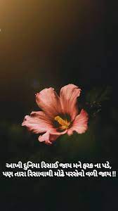 Hibiscus Flower Name In Gujarati Best Flower Wallpaper
