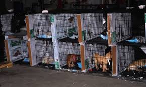 Some dogs are used for breeding and given minimal care to stay alive, while the the charlotte shelter is documenting the treatment process with photos and videos to send to the national humane society and rutherford authorities. How To Spot A Puppy Mill