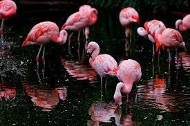 Flamingoes On Black Flamingo Wallpaper Flamingo Desktop Wallpaper