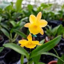 Image result for Schinziella