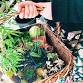 Palmy Crop Swap event image