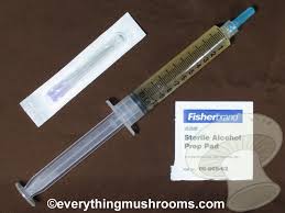 Image result for Memecylon insulare