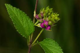 Image result for Lantana rugosa