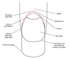 Cuticle Care Tips Tricks For Professional Nail Technicians Mobile Nails Nail Courses Nail Lab