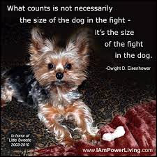 Looking for the best dog quotes and sayings? Dog Fighting Quotes Quotesgram