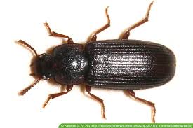 Kleine schwarze käfer, die gerne auf gelb fliegen, sind vermutlich rapskäfer. Grosser Schwarze Kafer Im Haus Was Tun Hausgarten Net