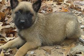 Akc Dallas 4m Ch Pedigree Malinois Puppies For Sale Belgian Malinois Puppies Belgian Malinois
