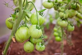 Growing tomatoes indoors will allow you to produce fresh, flavorful tomatoes throughout the winter months. How To Grow Tomatoes Care Growing Guide Horticulture